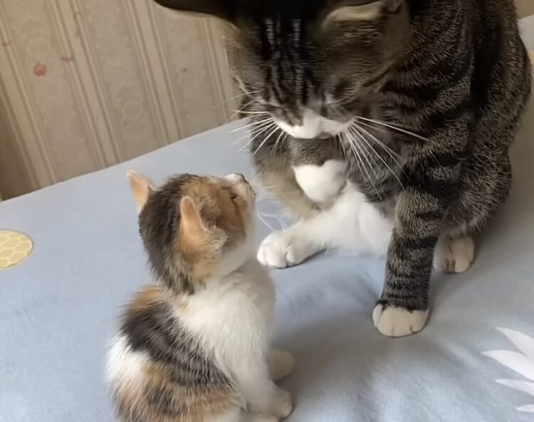 子猫「こんにちはー！」懸命に話かける姿が可愛い♡