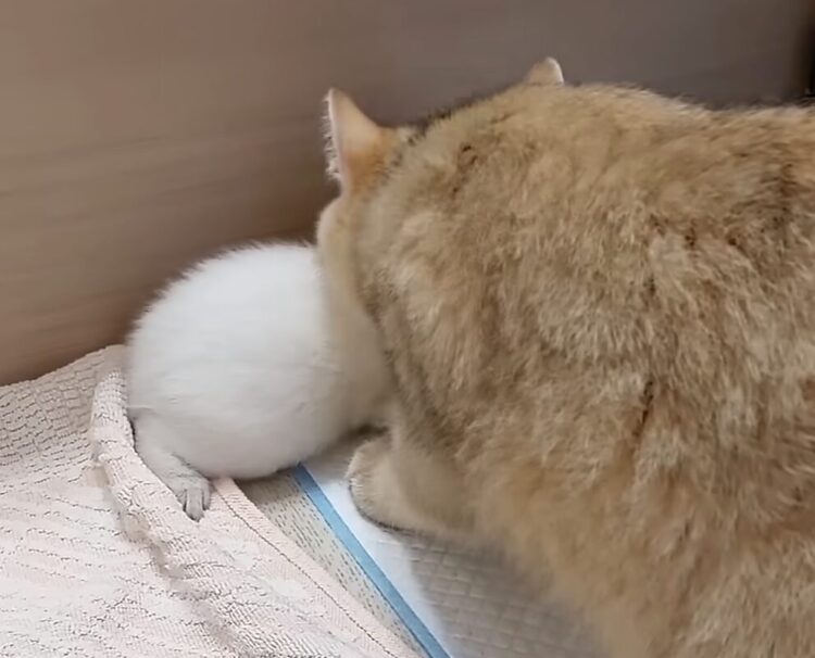 自分の子じゃないのに！ 子猫を連れ去っちゃう猫さん。