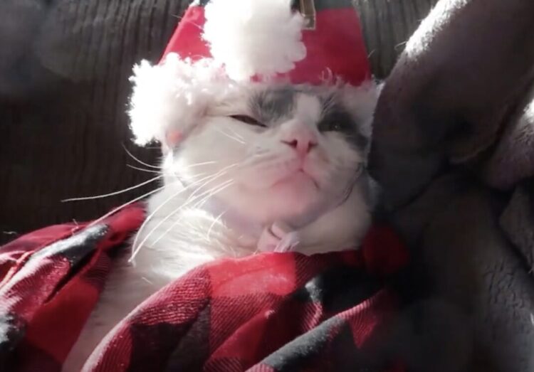 クリスマス？ それよりもお昼寝していたい猫さん。