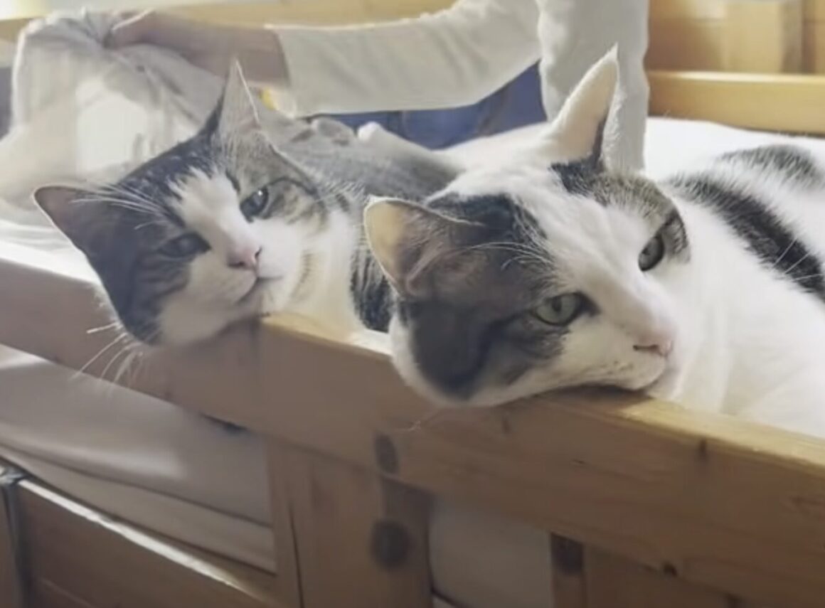 シーツ替えたいのに… ベッド占領中の猫さんたちにほっこり