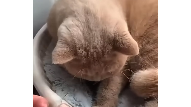 お腹の下に友達が隠れてた！ くつろぐ猫さんと仲良しすぎる相棒にびっくり
