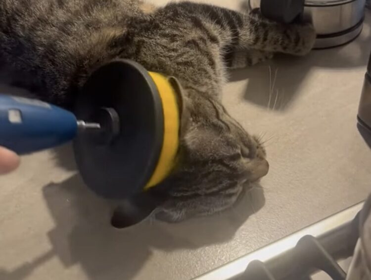 大きな音もへっちゃら！ 猫さんがうっとりする「変わったマッサージ」