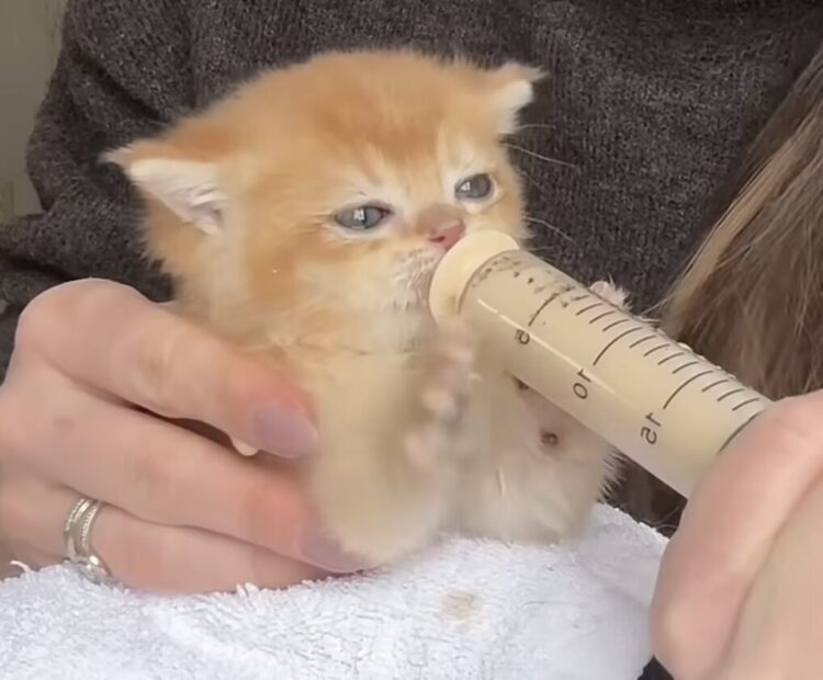 「はやくちょうだーい！」ごはんに大興奮する子猫さんが可愛すぎる