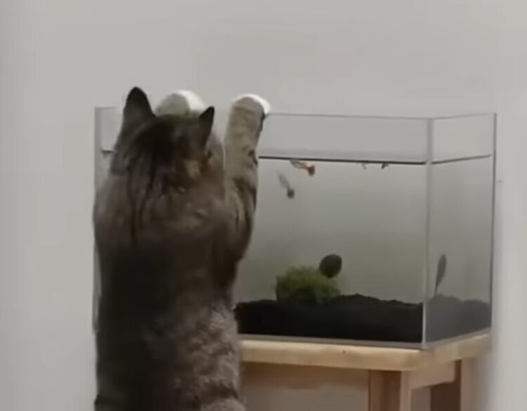 お魚観察に夢中！ 水槽に手をかける猫さんにハラハラ