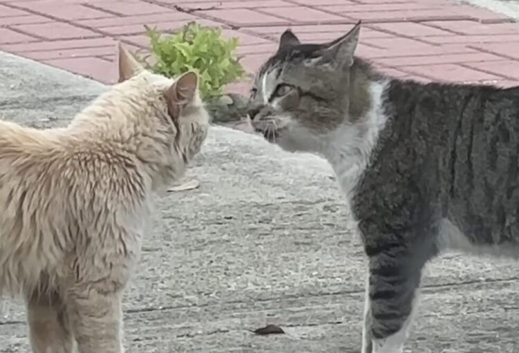 ケンカの前にまずは会話？ おしゃべりする猫さんに注目