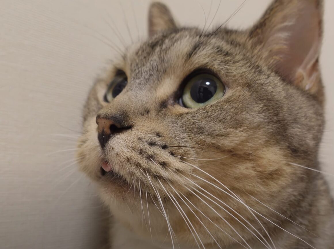 舌しまい忘れてますよ〜。 猫ちゃんのぼんやり顔がたまらない