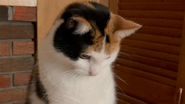 手を差し出すと何度でも！ お手を繰り返す猫さんの健気さにほっこり
