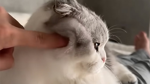 ほっぺがタプタプ！ おもちみたいな猫さんにキュン