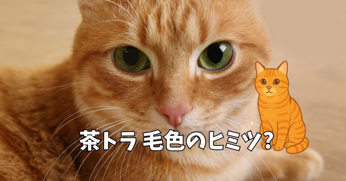 毛色で性格もわかる?茶トラ猫にだけ見つかった不思議な遺伝子変異 | ねこのこと。~猫の動画と豆知識が毎日見つかるサイト~