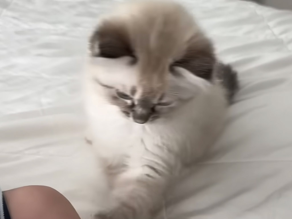赤ちゃんと遊びたい子猫「まだ寝てるの？」と大はしゃぎ！