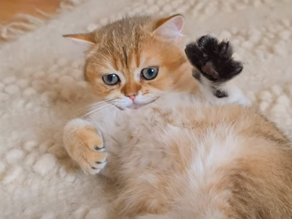 楽しすぎて寝られない！ 元気すぎる子猫さんたち