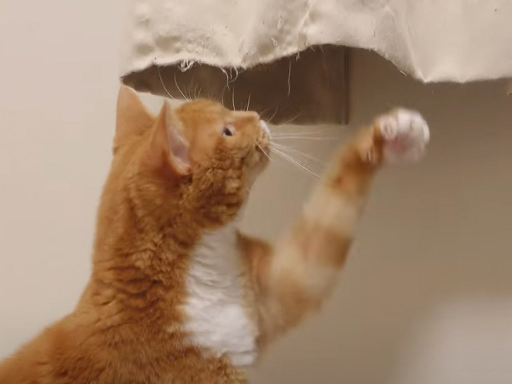何度注意してもやめられない？ カーテンが大好きな猫さん
