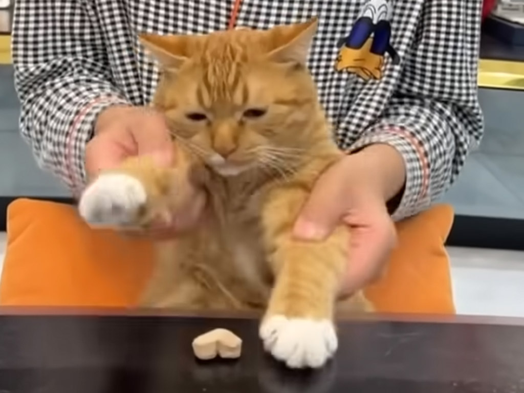 ごほうびを目指して踊る猫さん、でも予測していなかった展開に