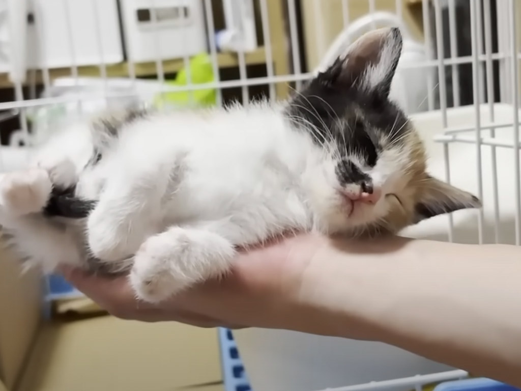 飼い主さんの手のひらで、電池が切れてそのまま眠る子猫さんが可愛い♡