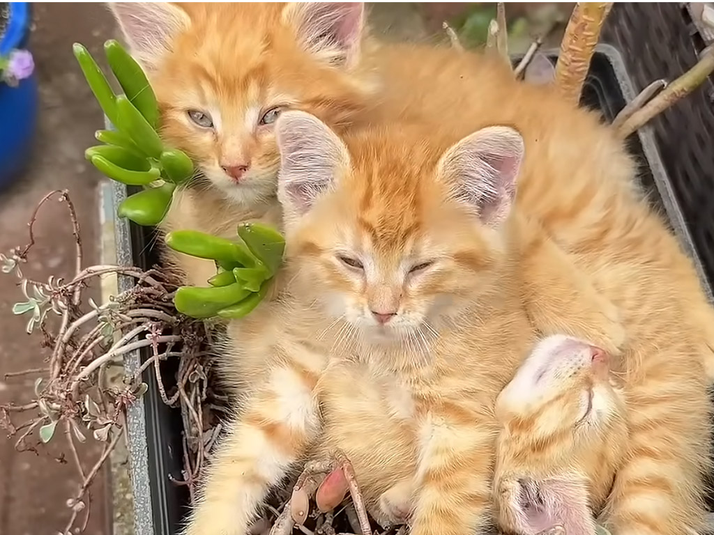 ぎゅうぎゅうなのに気持ちよさそう！ 植木鉢にむぎゅっと重なる3匹の子猫