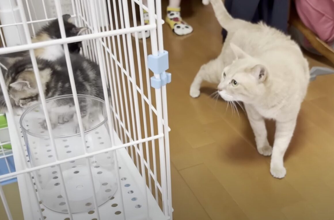 子猫たちと初対面！ 優しく迎えるベテラン先輩猫さん
