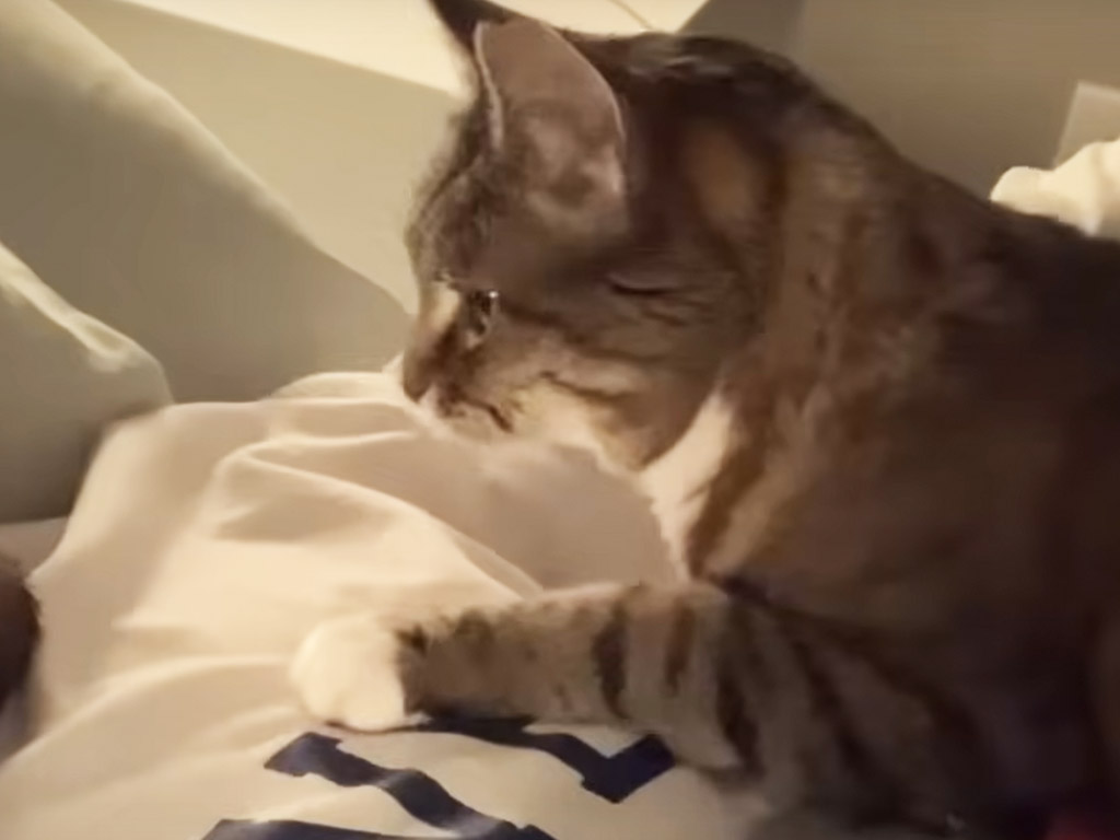 飼い主さんが本を読み始めると、すぐに甘えに来る猫さんの可愛い妨害行動