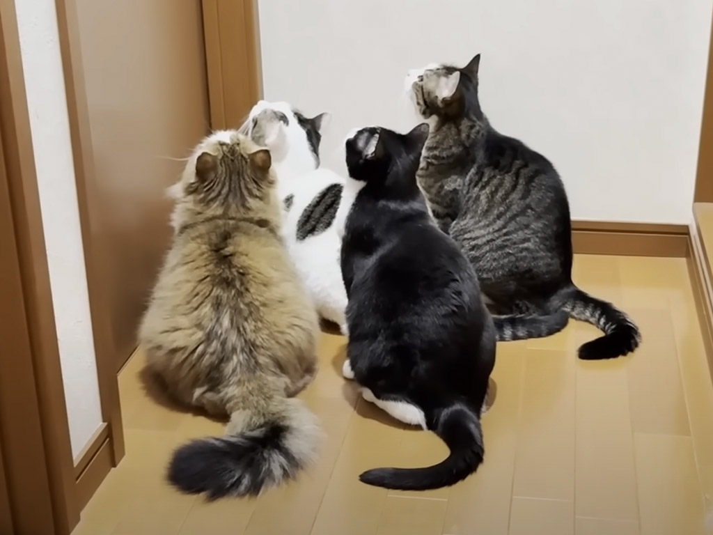 新入り子猫の気配に敏感な猫さんたち、ドア前に大集合！