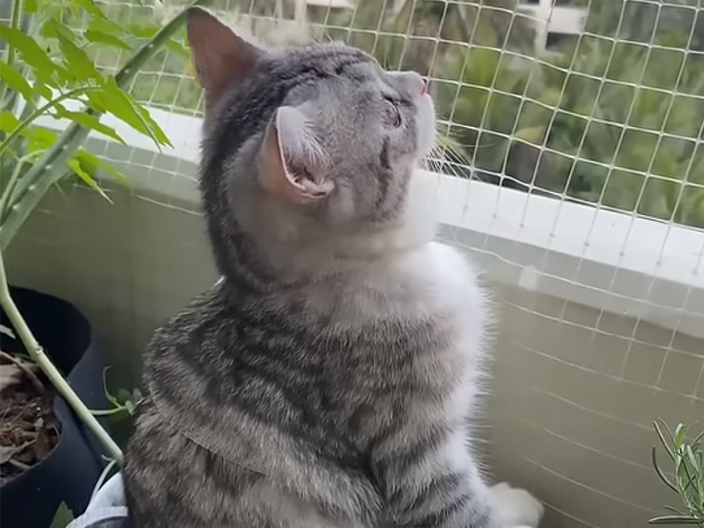 「ここで観察しようかにゃ！」特等席に座ってバードウォッチングを楽しむ子猫さんが可愛い