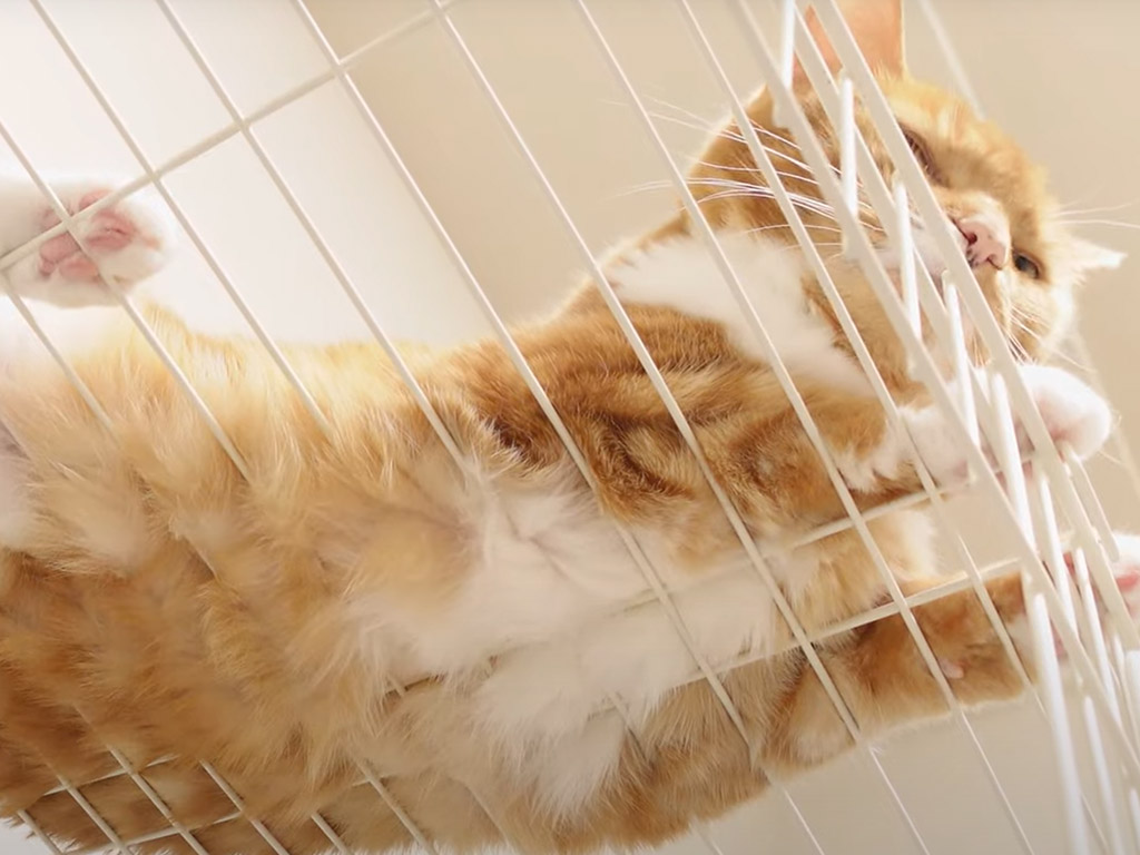 ケージの下からのぞくと見える、無防備で癒し満点な猫の姿