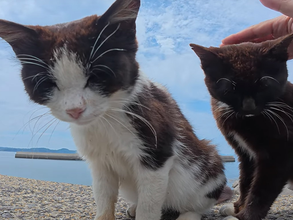 猫さんをナデナデしていたら、甘えたい子たちが次々と現れた！