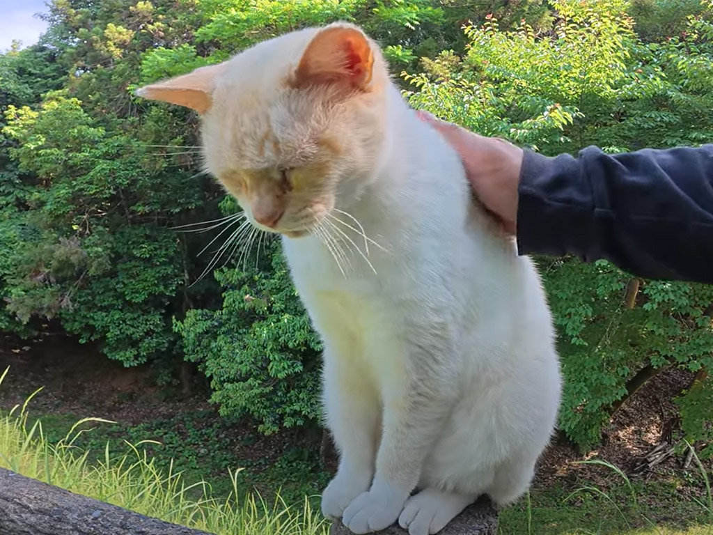 なでなでが終わるのが寂しくて… ゴロンで駄々をこねる白猫さん
