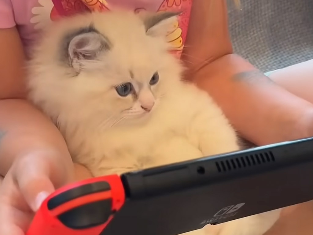 猫じゃらしじゃない遊びもOK？ 一緒にゲームに夢中になる子猫さん