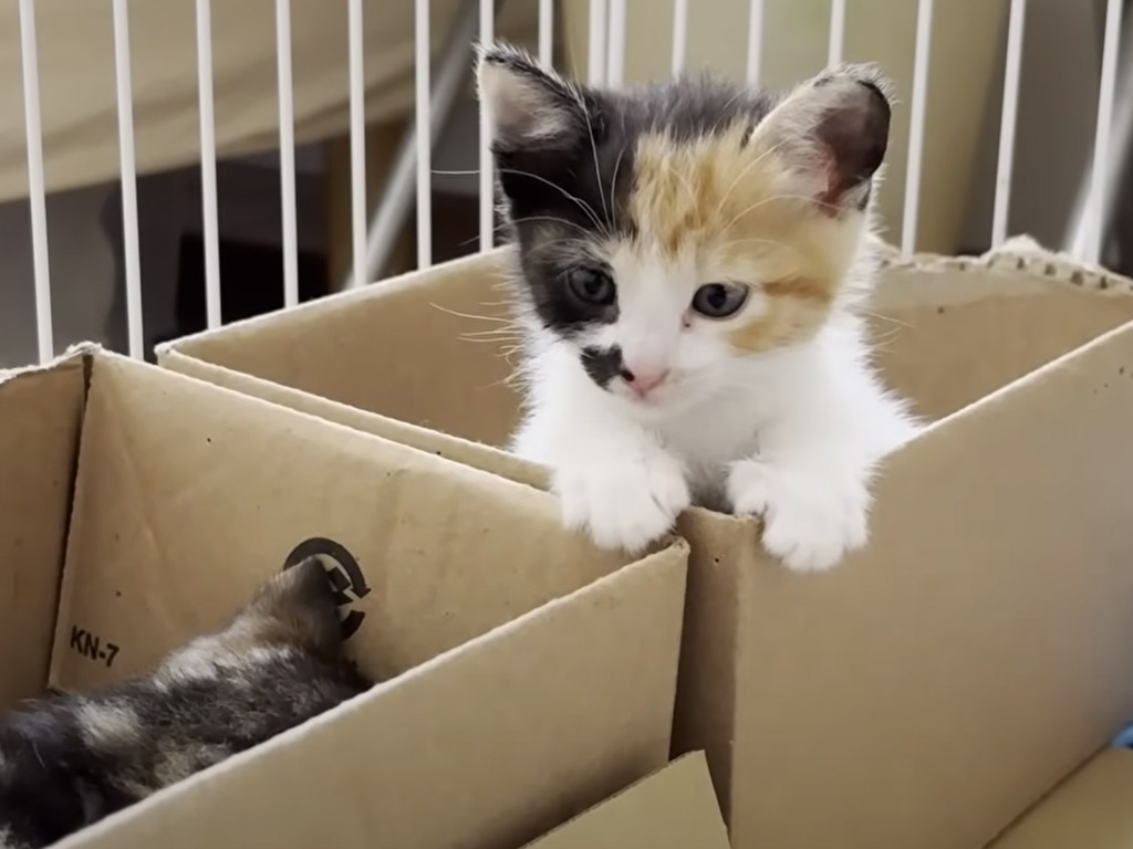 ひとりじゃ寂しいもん！ 同じベッドで眠りたがる仲良し子猫