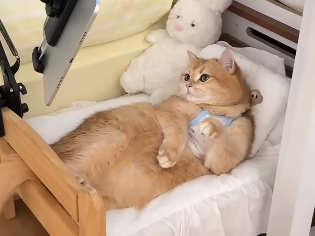 猫専用ベッドにテレビまで！ 愛が詰まったお部屋でくつろぐ猫さん