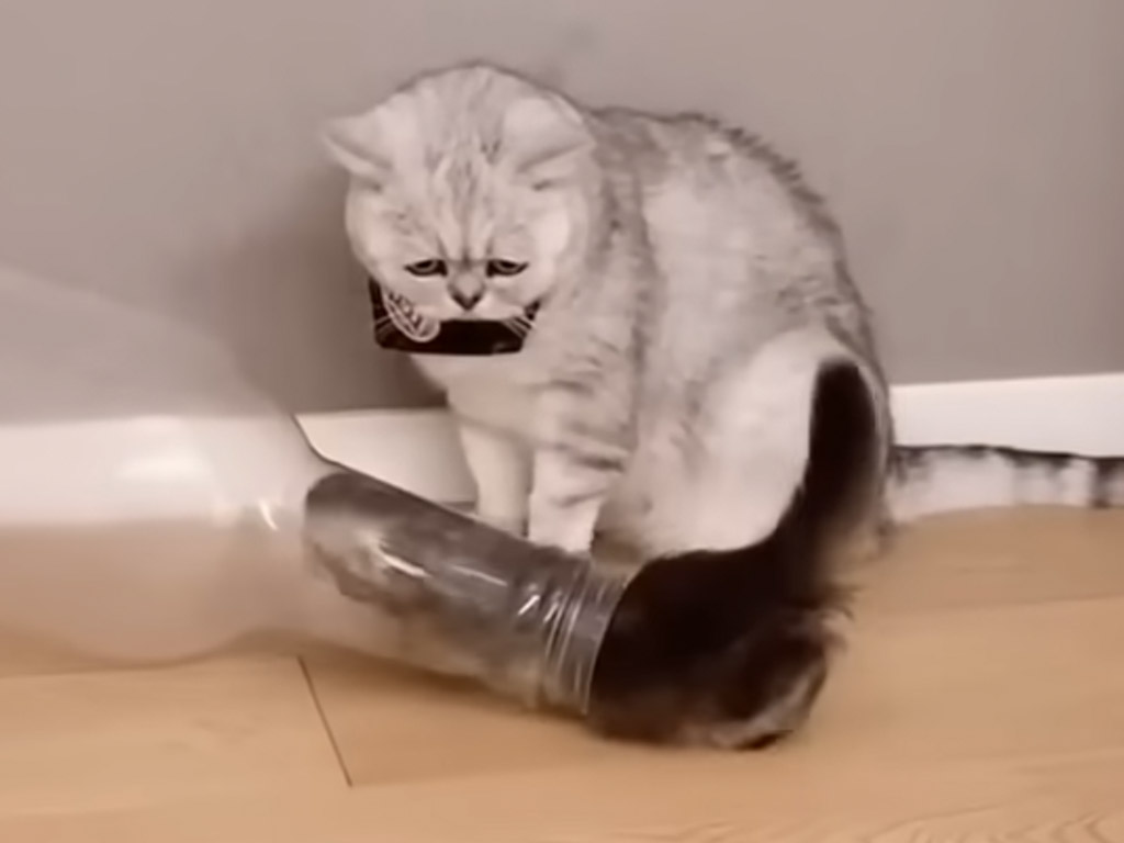 「えっ、そこ入れちゃうの！？」ペットボトルに吸い込まれる子猫さん