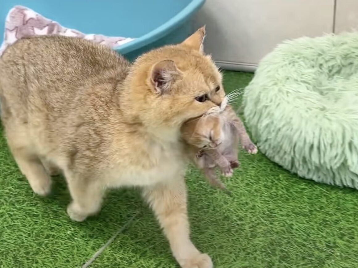 よその子も一緒にお世話しちゃう！ 愛情たっぷりの猫ママたち