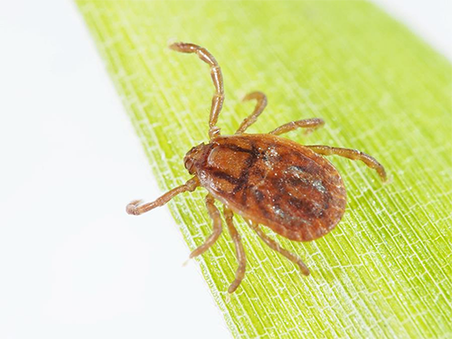 フタトゲチマダニ国立健康危機管理研究機構昆虫医科学部提供）