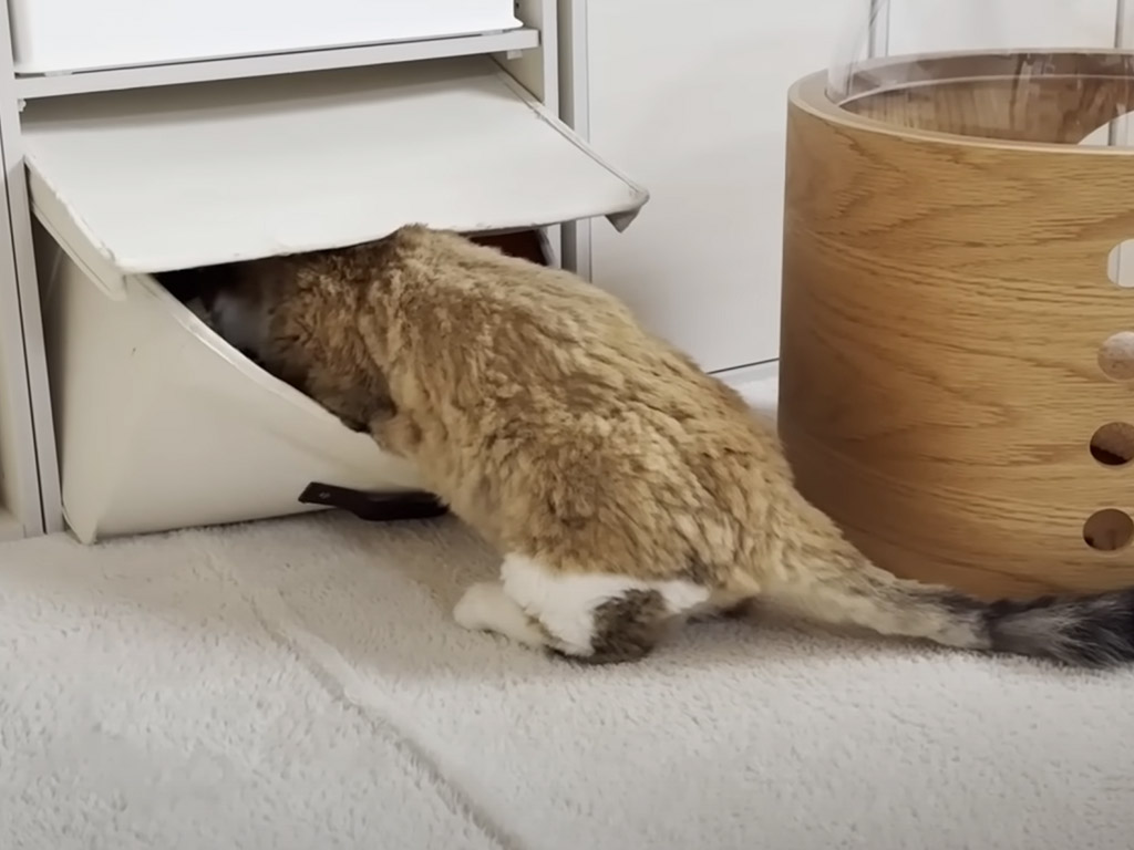 「そこいいね…」他の猫さんが使っている場所はよく見える現象がかわいすぎ