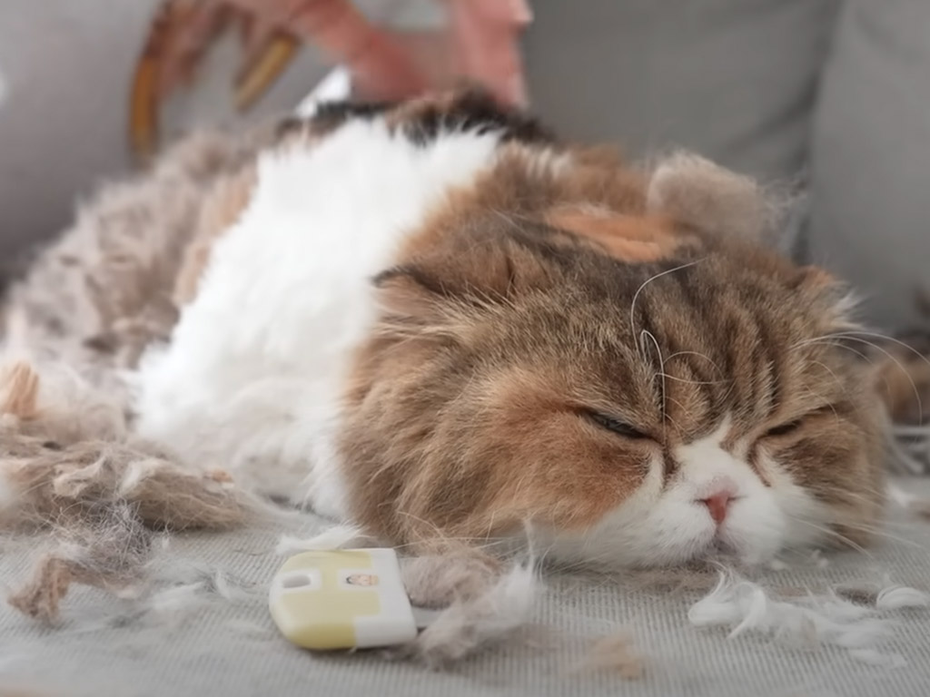 薄くなった…？ サマーカットをしたあと、見た目の変化に戸惑う猫のリアクション