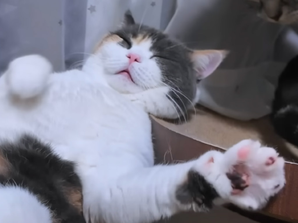 お手入れ完了→即おっさん化？ 爪とぎでとろける三毛猫の寝姿が話題