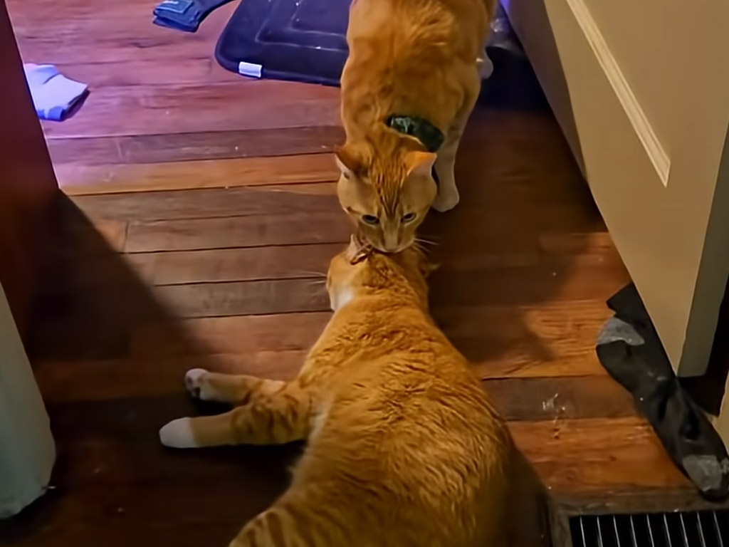 成猫サイズでも子猫扱い！ 首根っこをくわえて運ぶ猫さんの愛情が話題