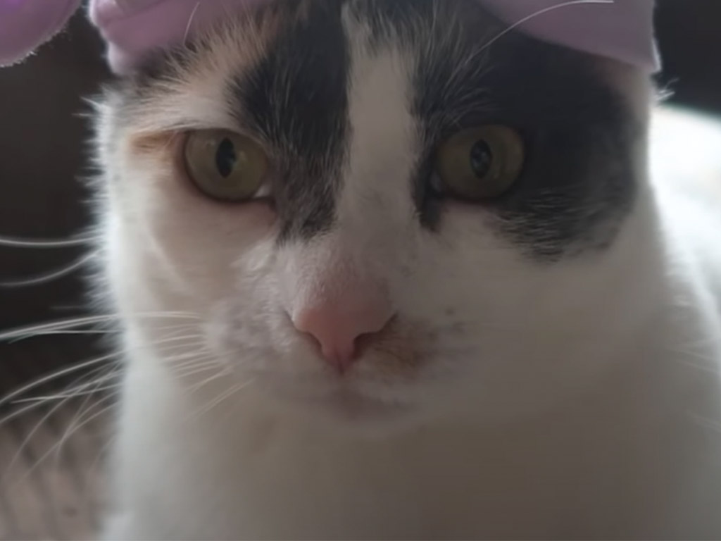 嫌がらずにベビー帽を着こなす猫さん、そのモデル級の落ち着きがすごい