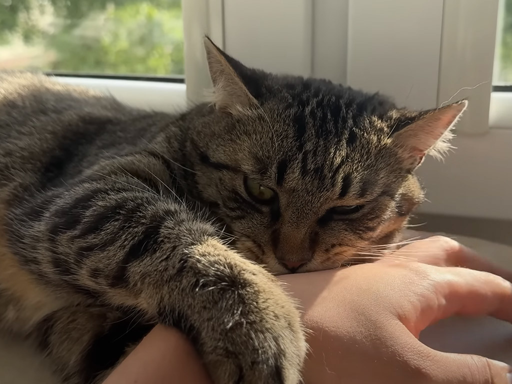 まるで誘ってるように見えるのに… 触ると怒る猫の“日向ぼっこあるある”