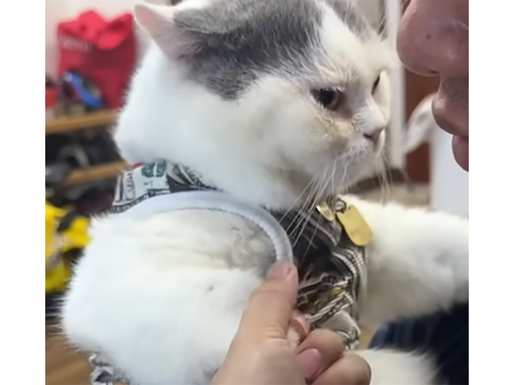 猫の気持ちは顔に出る？ 前足を握られた時の反応が正直すぎ
