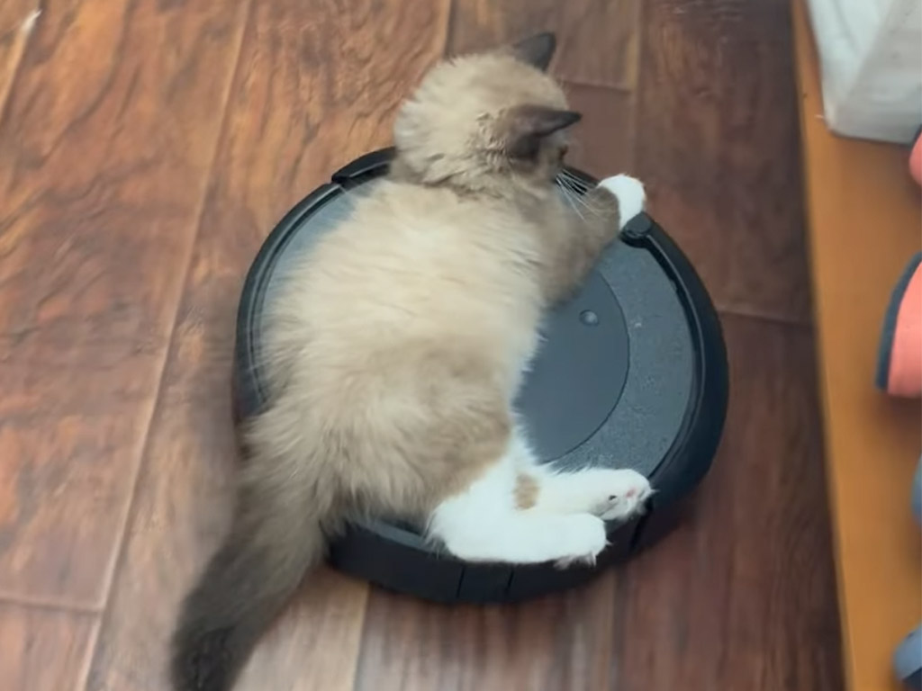 「これはもう私の専用」掃除機に堂々と乗り込む子猫さんの大胆行動