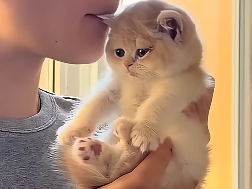 世界一かわいい拒否反応！ キスしようとする飼い主に全力で抗う子猫さん