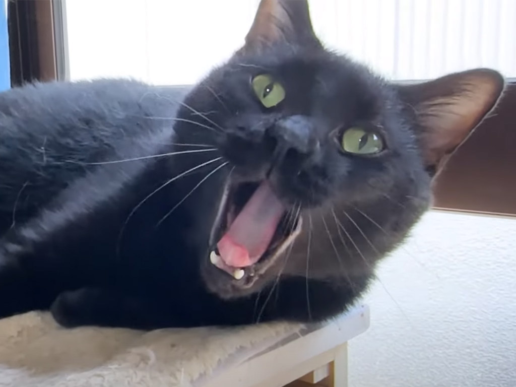「にゃあ」じゃなくて「わーん！」も？ 柴犬さんと育った猫さんの鳴き声の多様性がすごい！