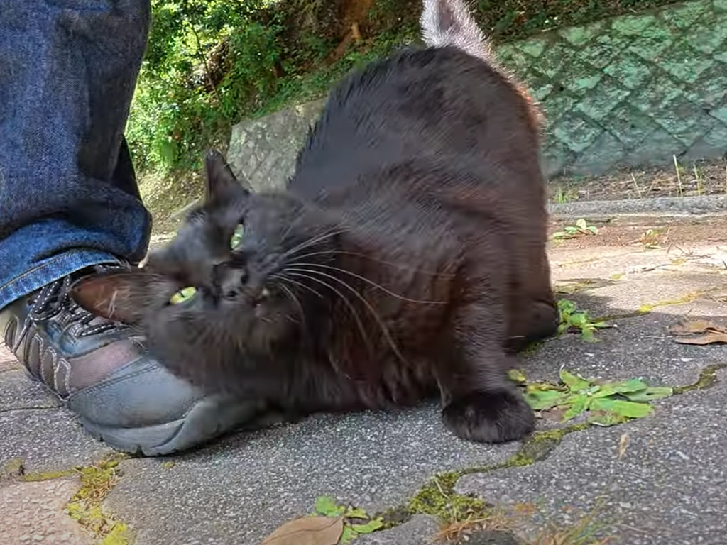 「もっと撫でて」人懐っこい黒猫さんが山道で見せた甘えっぷりが可愛すぎる