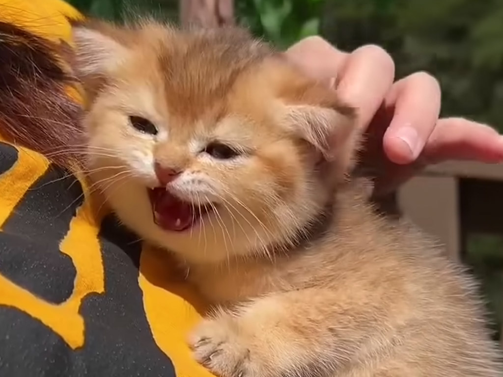 大きな声、小さな声… 鳴き方も十猫十色な「にゃー！」