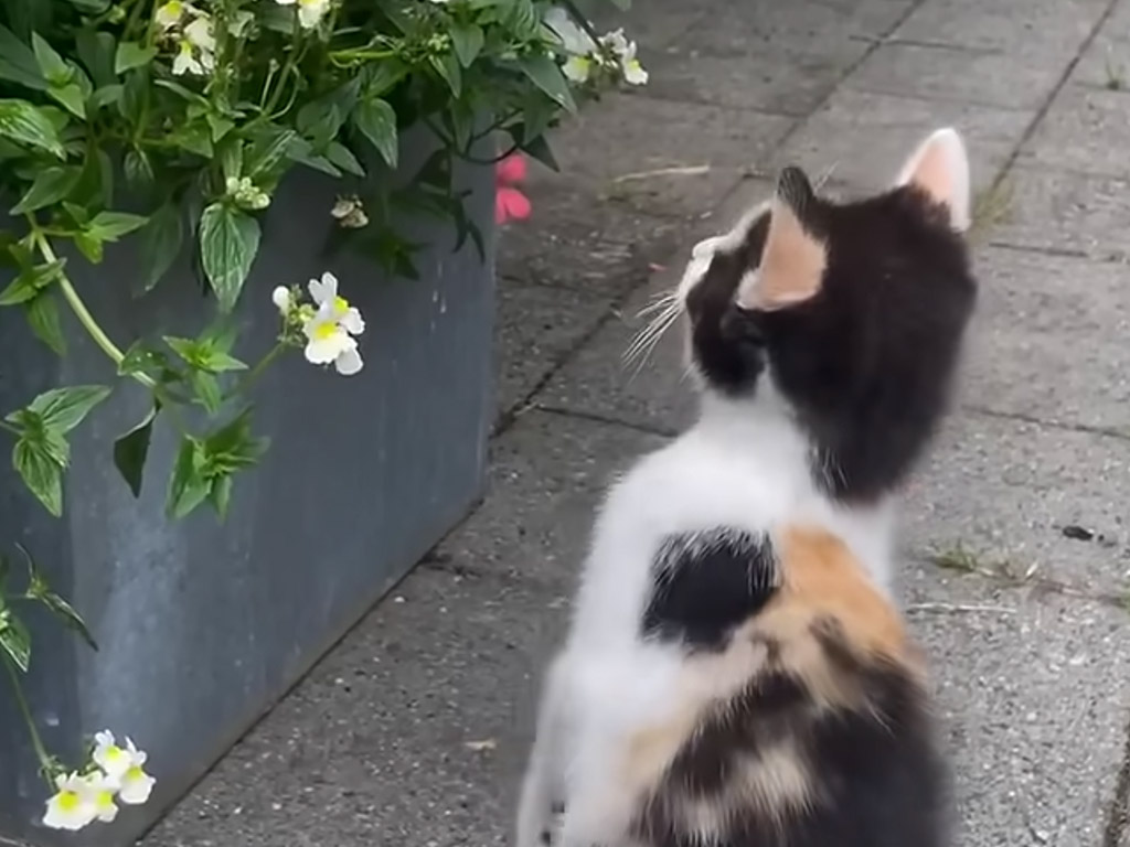 届きそうで届かない蝶々に、えいっ！と手を伸ばす子猫。小さなじゃれ合いが癒しすぎる！