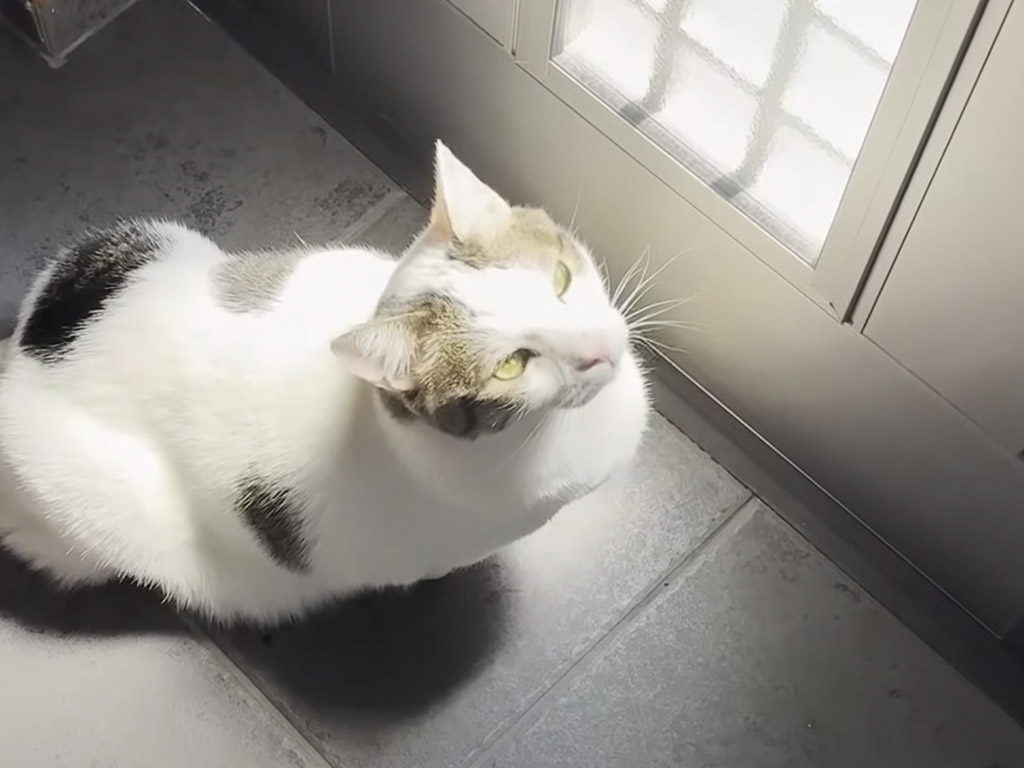 「この暑さはムリ！」外に出た瞬間引き返す猫コンビの潔さが話題