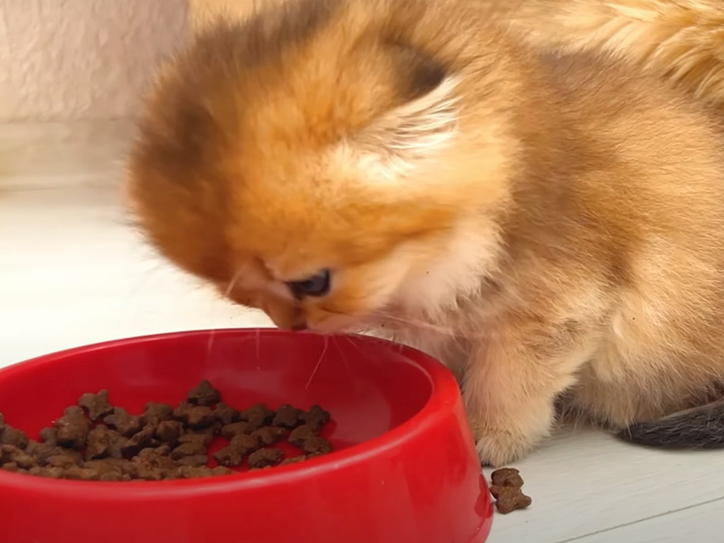 子猫たちに食べ方を教えるママ猫、でも現場はドタバタすぎた件