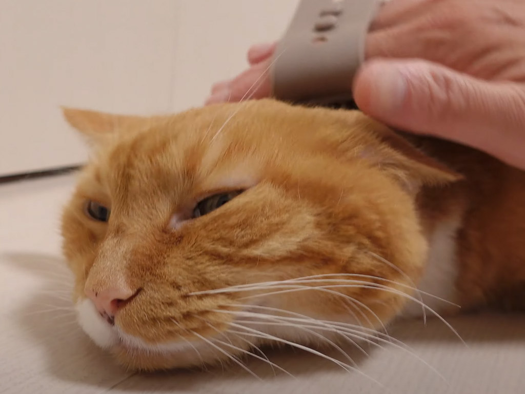 ブラッシングされた猫がうっとり… 気づけばぺったんこ姿に変身！