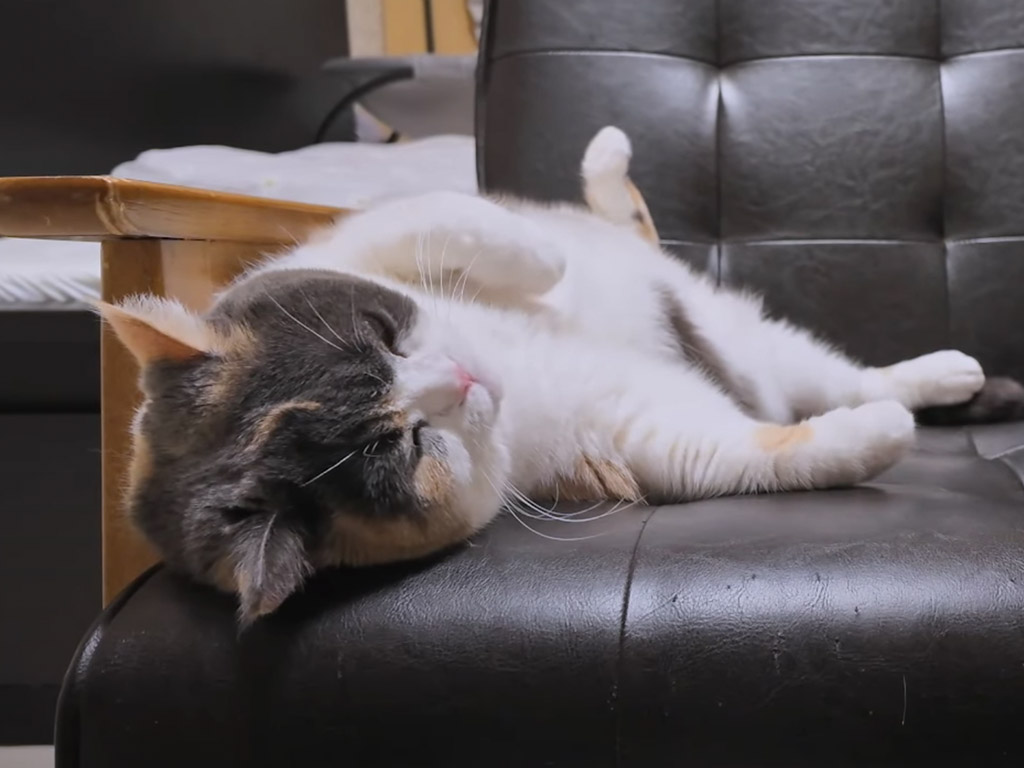 ひとり時間も楽しむ猫さん、でも最後は仲良し猫さんの隣でおやすみ