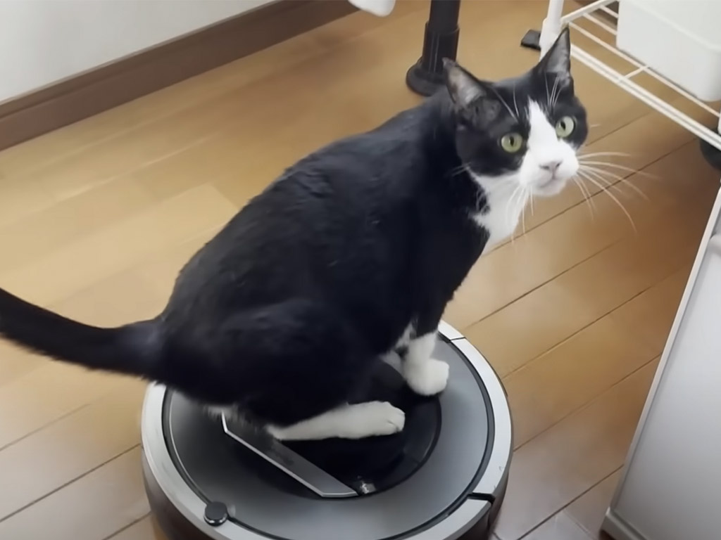 掃除ロボットが動き出すと、甘えん坊スイッチが入る猫さん